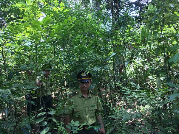  Năm 2019, Sơn La phấn đấu giảm 15% số vụ vi phạm và mức độ thiệt hại Luật Bảo vệ và phát triển rừng so với năm 2018.