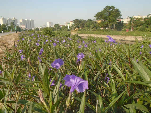 Lan tỏa con đường hoa trên nền rác thải ven sông Tô Lịch địa bàn thuộc xã Thanh Liệt, huyện Thanh Trì, thành phố Hà Nội