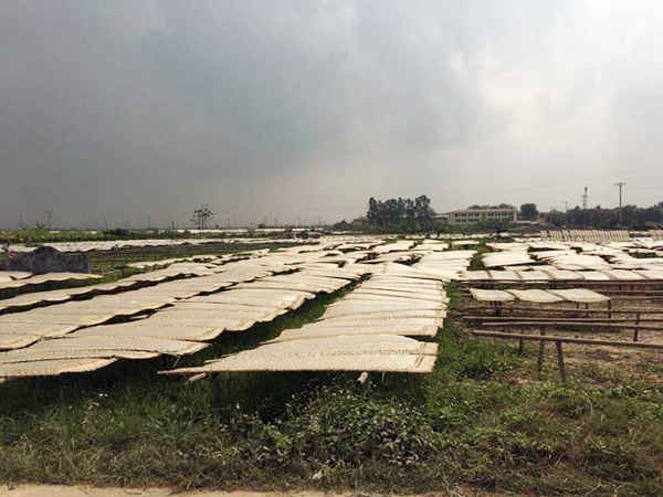 Ước chừng hàng trăm phên miến, bún phơi ở ngoài cánh đồng xã Minh Khai gây ra mùi chua khắp xã