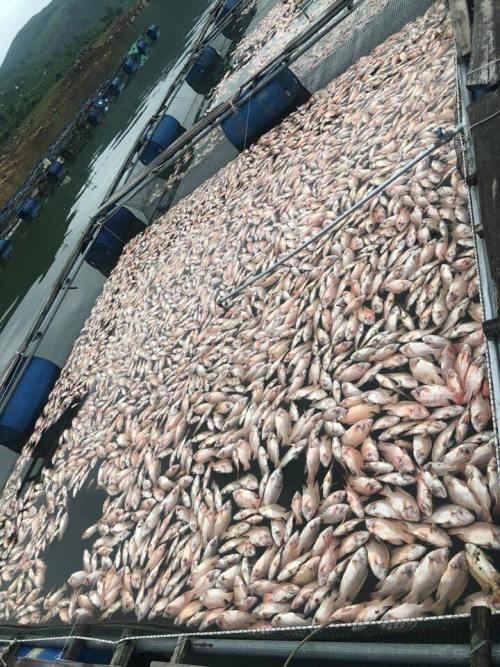 Hàng chục tấn cá diêu hồng tại đập Trà Cân chết trắng sau một đêm