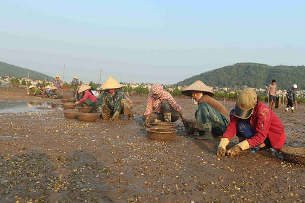 Hàng loạt diện tích nuôi ngao ở thị xã Hoàng Mai chết chưa rõ nguyê nhân