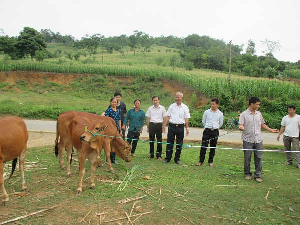 Dự án CBA hỗ trợ vốn vay cho người dân thực hiện mô hình chăn nuôi bò sinh sản cải thiện sinh kế