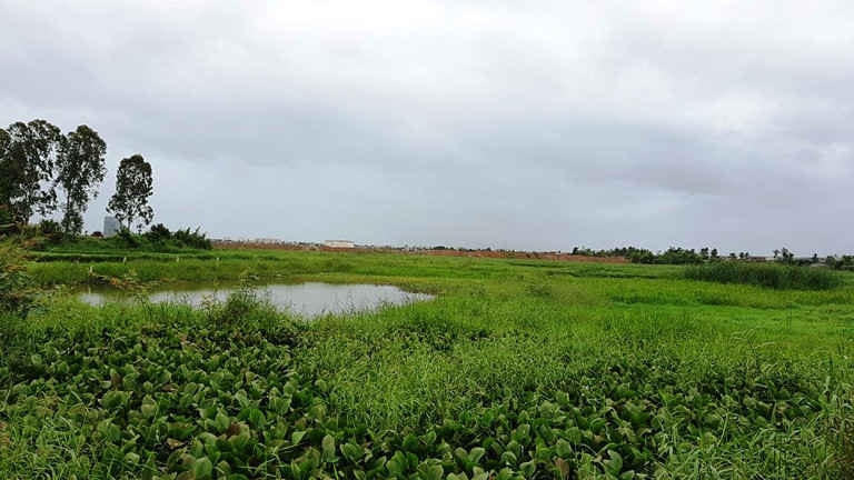 Cánh đồng giữa làng Trung Sơn bỏ hoang nhiều năm nay, mùa nắng thi ô nhiễm, mùa mưa thì ngập úng