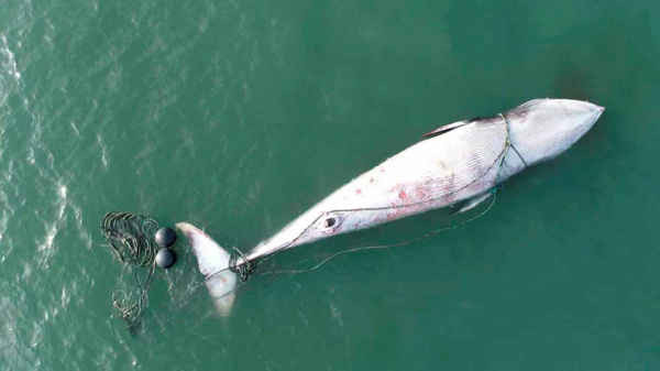 Những công nhân Trung Quốc cố gắng cứu vớt một chú cá voi Minke chết dài 7,5m ở đảo Jiming của tỉnh Sơn Đông, Trung Quốc. Ảnh: Imaginechina / Rex / Shutterstock