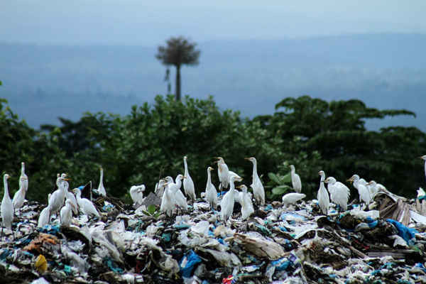 Đàn diệc tìm kiếm thức ăn trong đống rác thải tại một bãi rác ở Lhokseumawe, Aceh, Indonesia. Theo báo cáo, chất thải nhựa ở Indonesia ở mức 64 triệu tấn/năm. Ảnh: Fachrul Reza / Barcroft Images