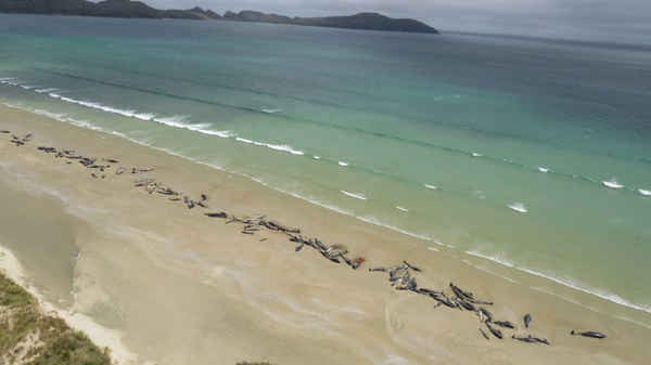 145 con cá voi thí điểm chết trên một bãi biển xa xôi ở Đảo Stewar, phía Nam New Zealand. Ảnh: Bộ Bảo tồn New Zealand / AFP / Getty Images