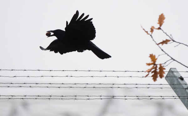 Con quạ tha một hạt ruồi bay qua dây thép gai ở Hanover, miền Bắc nước Đức. Ảnh: Julian Stratenschulte / AFP / Getty Images