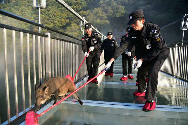 Các nhân viên bảo vệ sử dụng chổi để đuổi một con lợn rừng trên cây cầu thủy tinh ở hẻm núi Gulong ở Qingyuan, tỉnh Quảng Đông, Trung Quốc. Ảnh: Zeng Linghua / Getty Images
