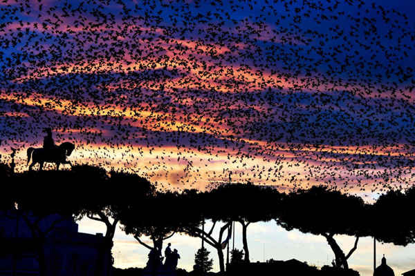 Tiếng xì xào của những con sao biển bay qua tượng đài Altare della Patria ở Rome. Ảnh: Vincenzo Pinto / AFP / Getty Images