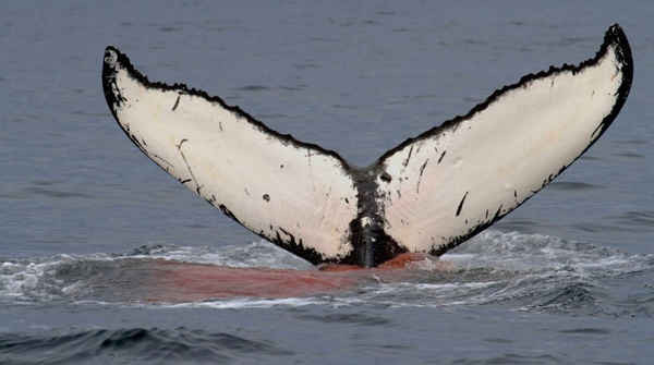Một con cá voi lưng gù đào thải phân khỏi cơ thể. Ảnh: Ari Friedlaender / Đại học Liverpool