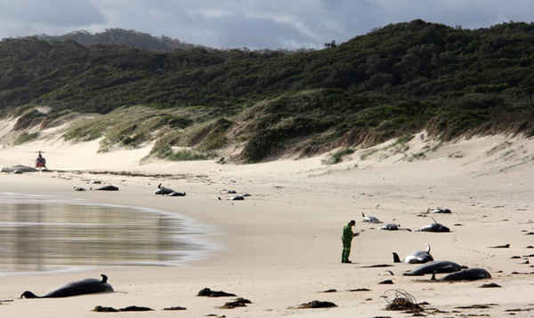 28 con cá voi nằm chết ở vùng Đông Nam xa xôi hẻo lánh của Australia sau khi bị mắc kẹt hàng loạt, khiến các chuyên gia bối rối. Ảnh: AFP / Getty Images