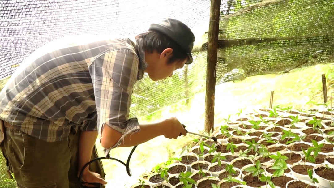 Chăm sóc cây giống dược liệu tại huyện Nam Trà My (Quảng Nam)