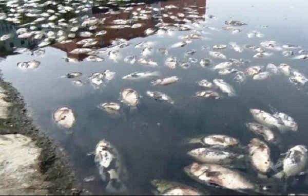 Cá chết tại hồ điều hòa Cửa Nam