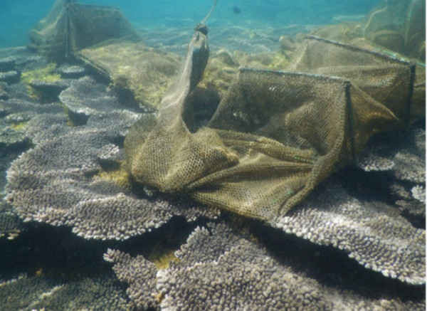 hệ sinh thái ven biển Sơn Trà