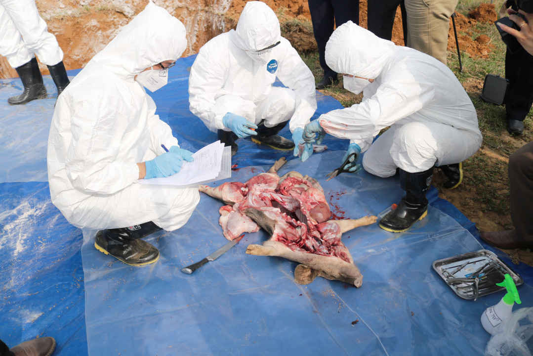 Các cơ quan chức năng tiên hành khoanh vùng, khử trùng lấy mẫu xét nghiệm và mang lợn đi tiêu hủy.