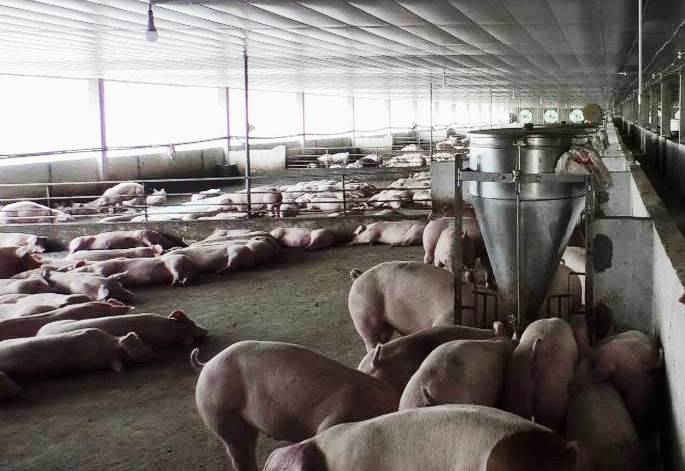Một trang trại nuôi lợn của HTXNN Tân Hưng Phát tại Huyện Đại Lộc, Quảng Nam (ảnh Vũ Thành)