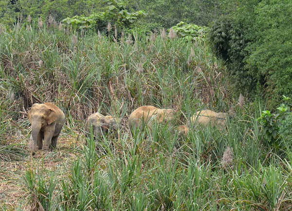 Đàn voi rừng 6 con ra phá mía của người dân bản Vều 3 (xã Phúc Sơn)