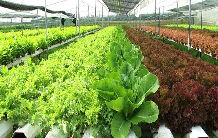 Tại Quảng Nam, sản xuất nông nghiệp hữu cơ đã và đang trở thành xu hướng khởi nghiệp của giới trẻ