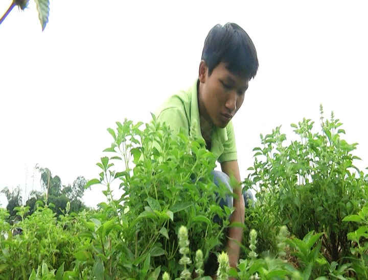 Nguyễn Tấn Pháp đã chọn mô hình rau hữu cơ để khởi nghiệp