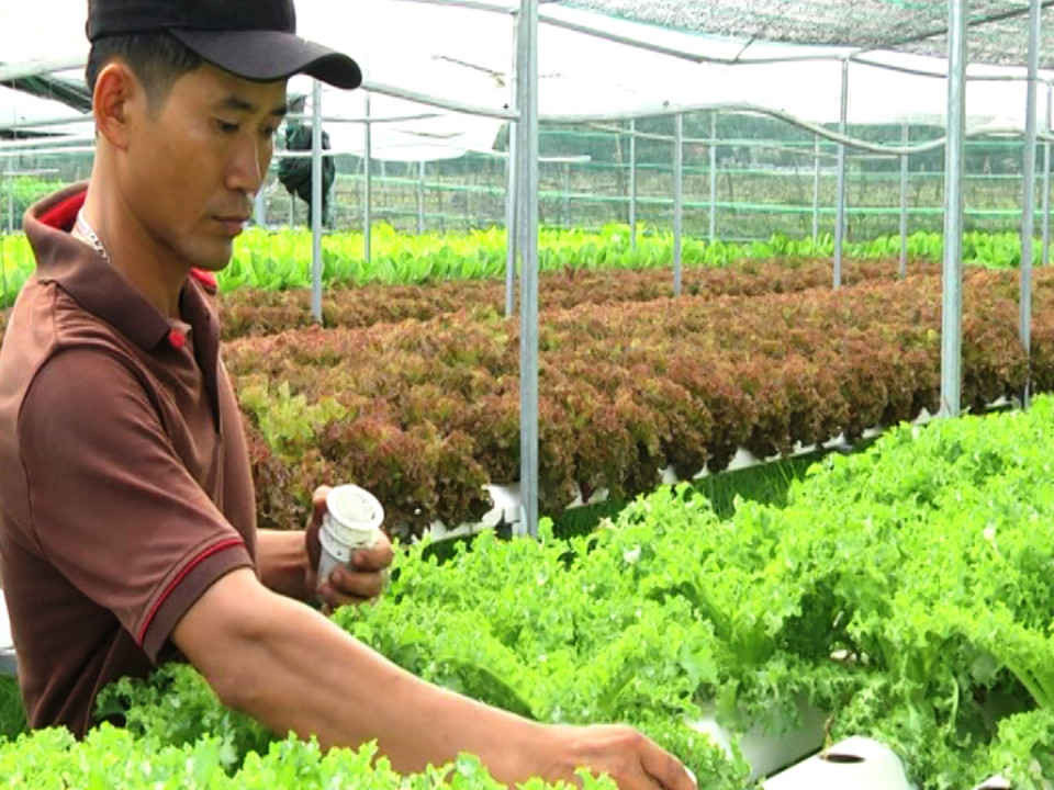 Nguyễn Tấn Pháp đã chọn mô hình rau hữu cơ để khởi nghiệp