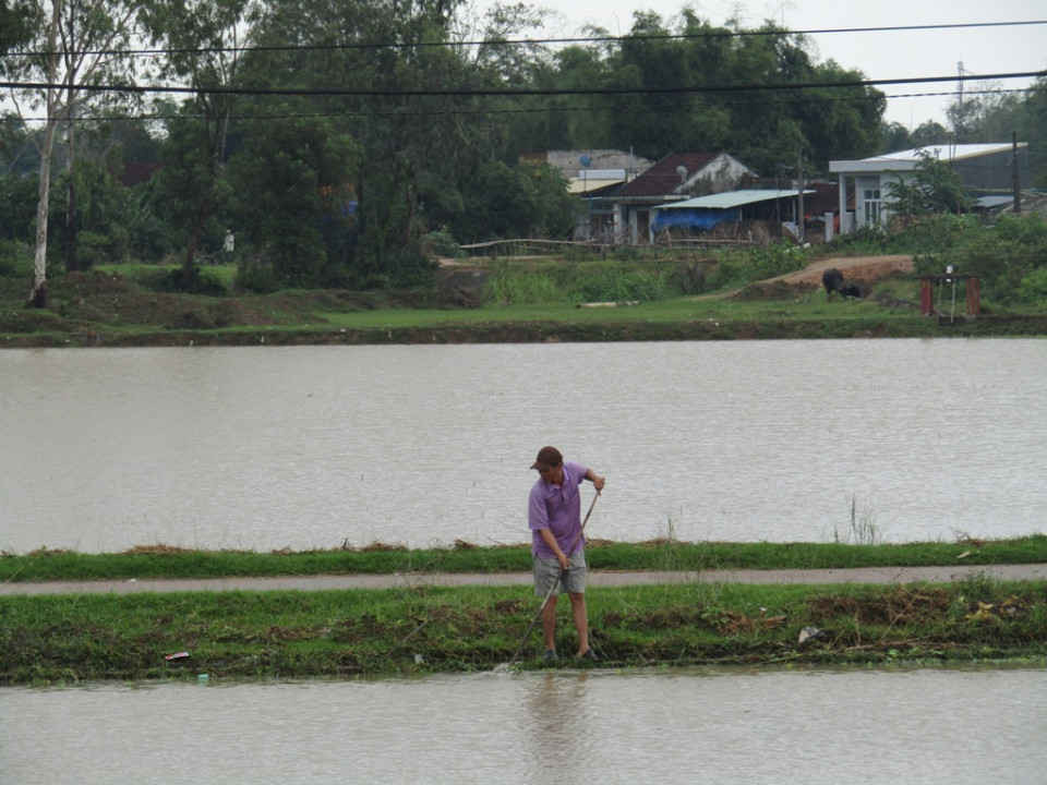 Mưa lũ làm thiệt hại 6.422 ha lúa mới gieo sạ bị ngập trong nước 