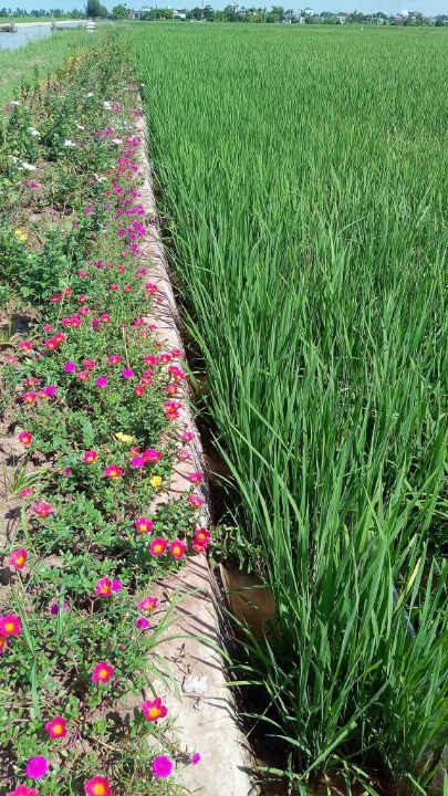 Ruộng lúa bờ hoa để tăng năng suất và thân thiện với môi trường
