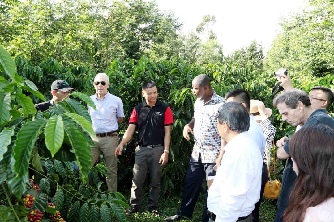 Ông Lê Hồng Thành (thứ hai bên trái qua) giới thiệu vườn cà phê canh tác theo quy chuẩn cà phê quốc tế 4C của mình với ông Lương Văn Tự, Chủ tịch VICOFA và đoàn công tác quốc tế