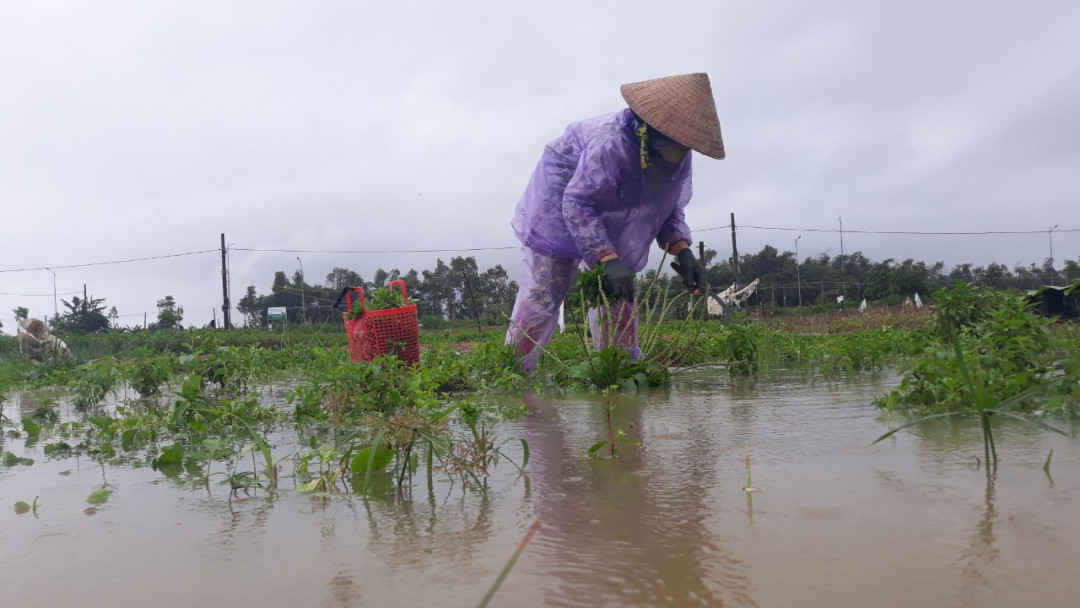 Nhiều diện tích trồng rau của người dân bị thiệt hại nặng do mưa lũ