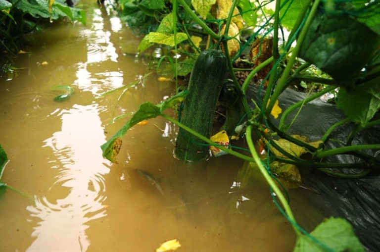 Trong những ngày qua, mưa lớn kéo dài đã gây ngập lụt, giá cả một số mặt hàng nông sản, rau củ tại TP. Đà Nẵng, tỉnh Quảng Nam tăng chóng mặt