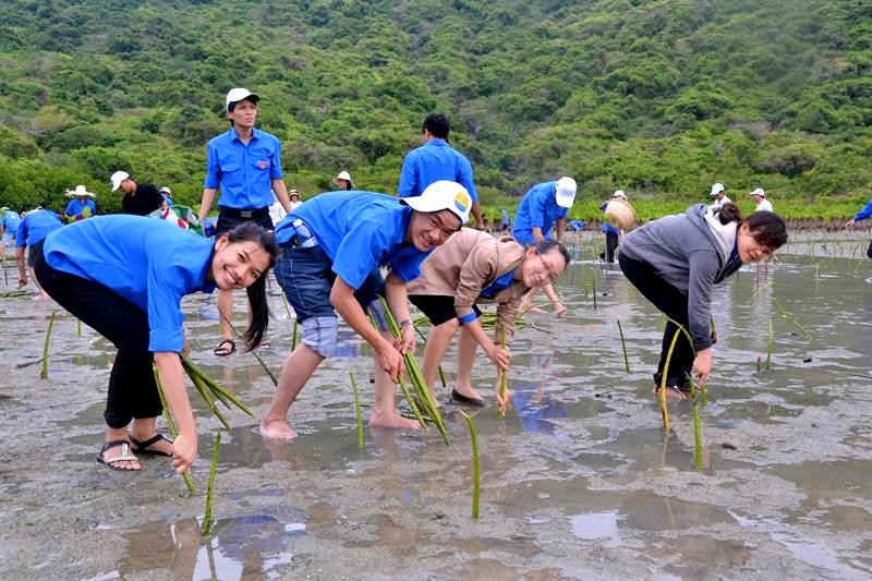 Từ nguồn viện trợ của GCF, năm 2019 tỉnh Quảng Ngãi sẽ trồng và phục hồi hơn 80 ha rừng ngập mặn 