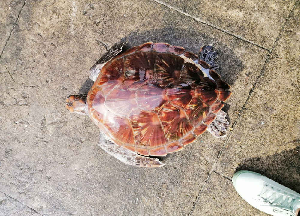 Cá thể rùa vừa được giải cứu