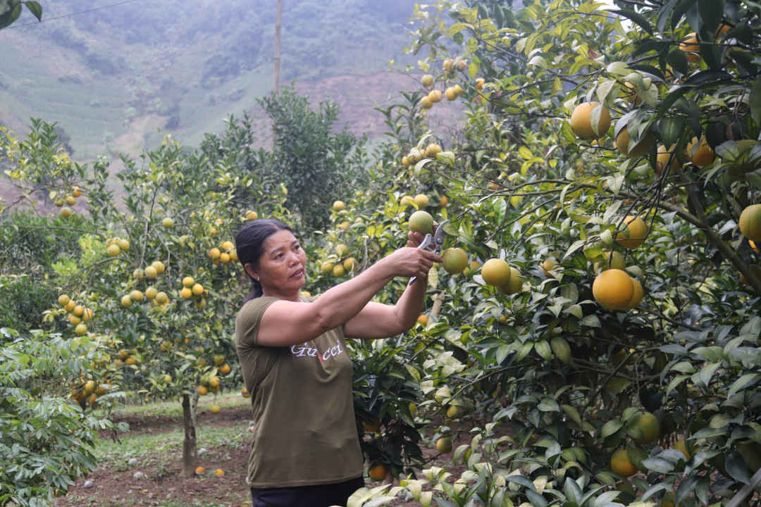 huyện Phù Yên phấn đấu đến năm 2020, diện tích cây ăn quả trên địa bàn huyện sẽ đạt 793,7ha; trong đó, diện tích cam, quýt là 431,6ha
