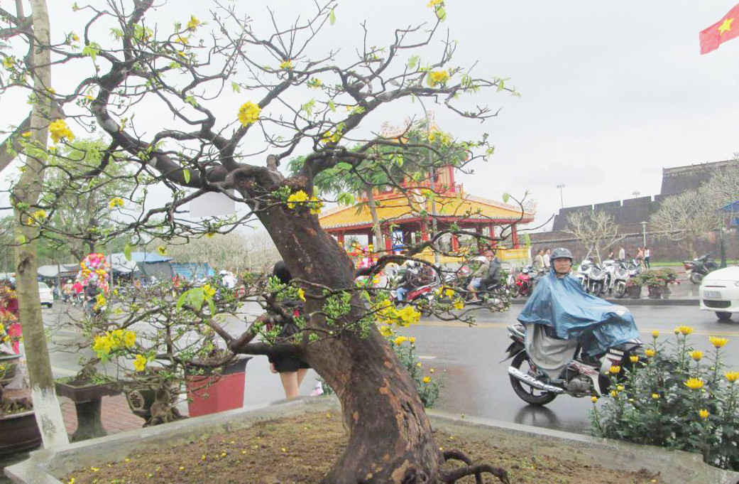 Trưng bày cây cảnh Tết trong Hội hoa Xuân tại Huế