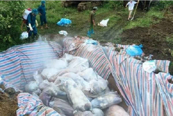Lợn được đưa đi tiêu hủy tại Thanh Hóa ( ảnh minh họa)