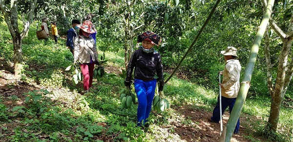 Viêng Lán cũng là 1 trong 3 xã trồng xoài của huyện Yên Châu được cấp văn bằng bảo hộ chỉ dẫn địa lý