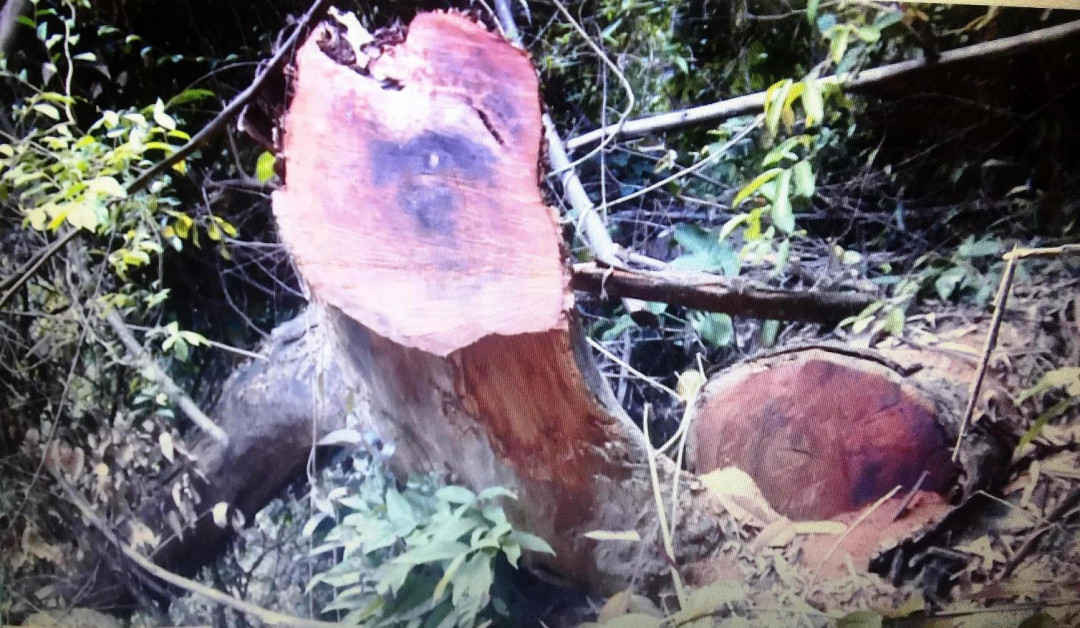 Năm 2018, trên địa bàn Quảng Nam liên tục để xảy ra những vụ phá rừng nghiêm trọng