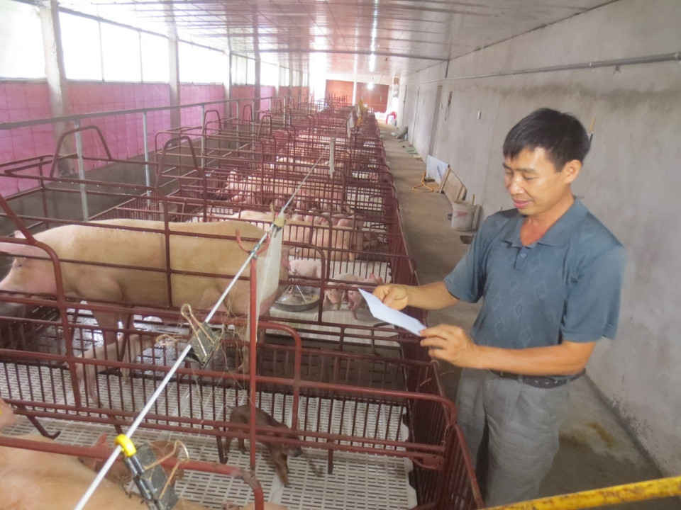 4 người dân xóm Ngò Tân Đức theo dõi sức khoẻ đàn lợn nái