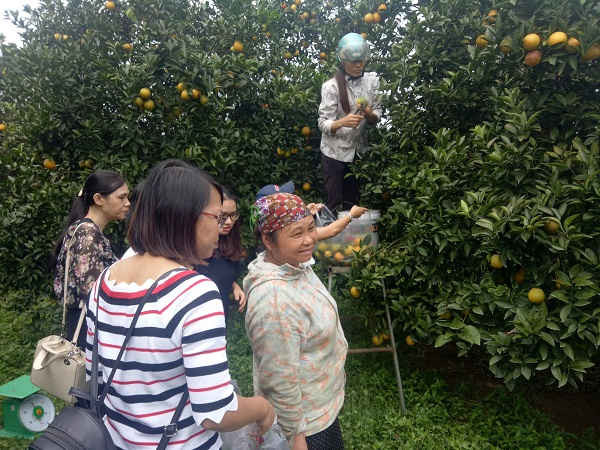 Nông dân Cao Phong, Hòa Bình: Chung tay bảo vệ môi trường làm giàu từ cây cam.