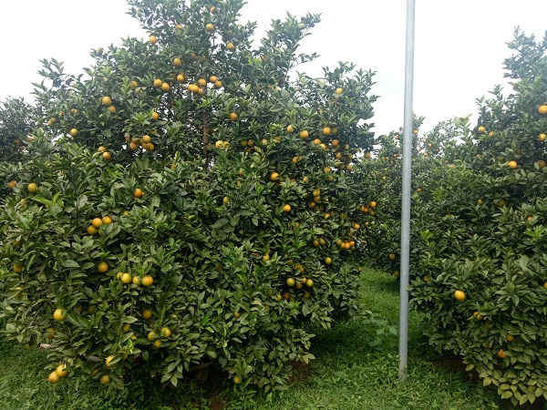 Bên cạnh phát nền nông nghiệp, phát triển cây cam nông dân nơi đây còn trú trọng đến công tác bảo vệ môi trường