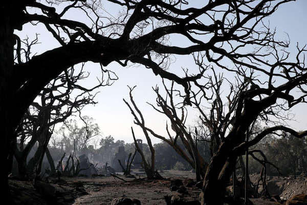 Cây cối bị thiêu rụi trong vụ cháy rừng ở khu vực đầy mảnh vụn và bùn sau trận lở đất ở Montecito, California vào ngày 11/1. Ảnh: Justin Sullivan / Getty Images