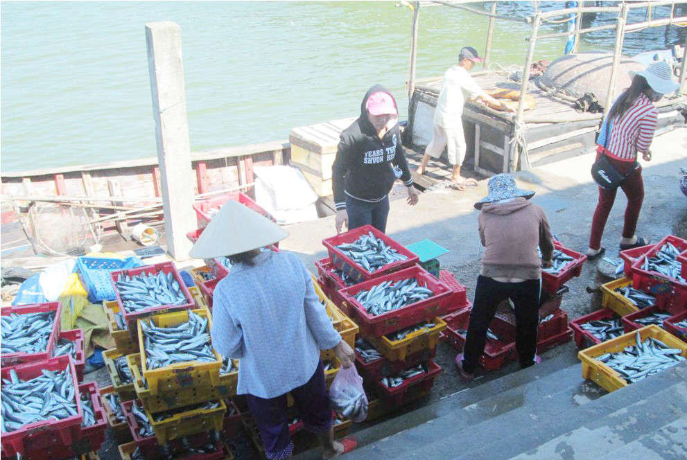 Thừa Thiên Huế đang tích cực đẩy mạnh công tác ngăn chặn, loại bỏ khai thác hải sản bất hợp pháp