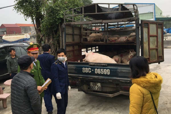 Lực lượng chức năng phát hiện, xử lý xe vận chuyển lợn lở mồm, long móng ( Ảnh Công an Thanh Hóa)