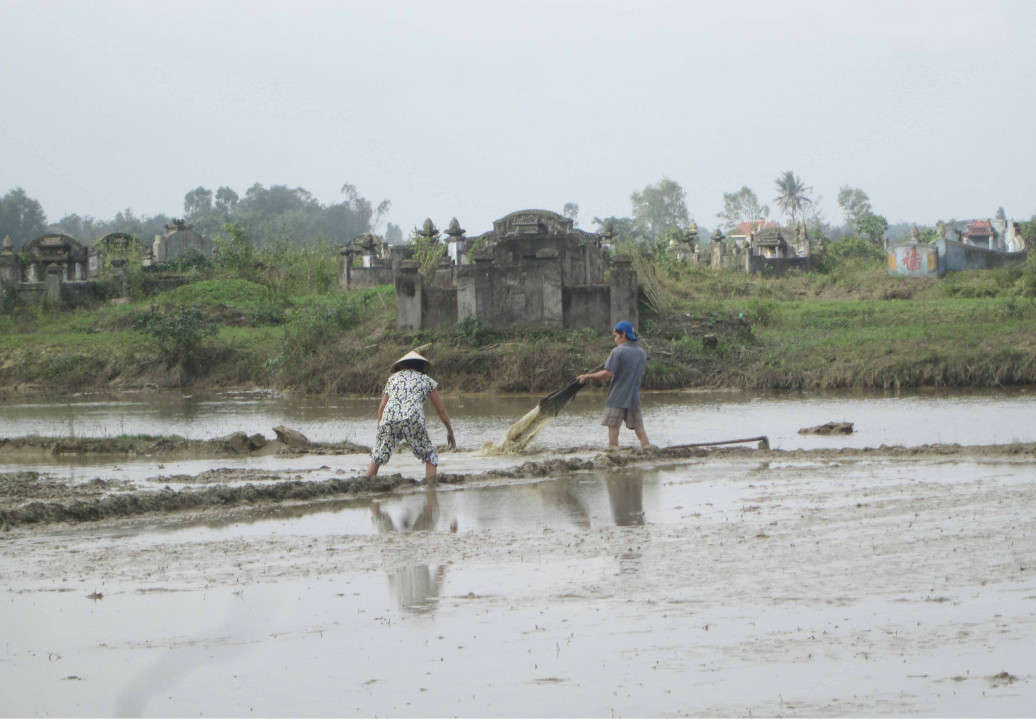 Người dân cố gắng tìm cách thoát nước cho ruộng lúa…