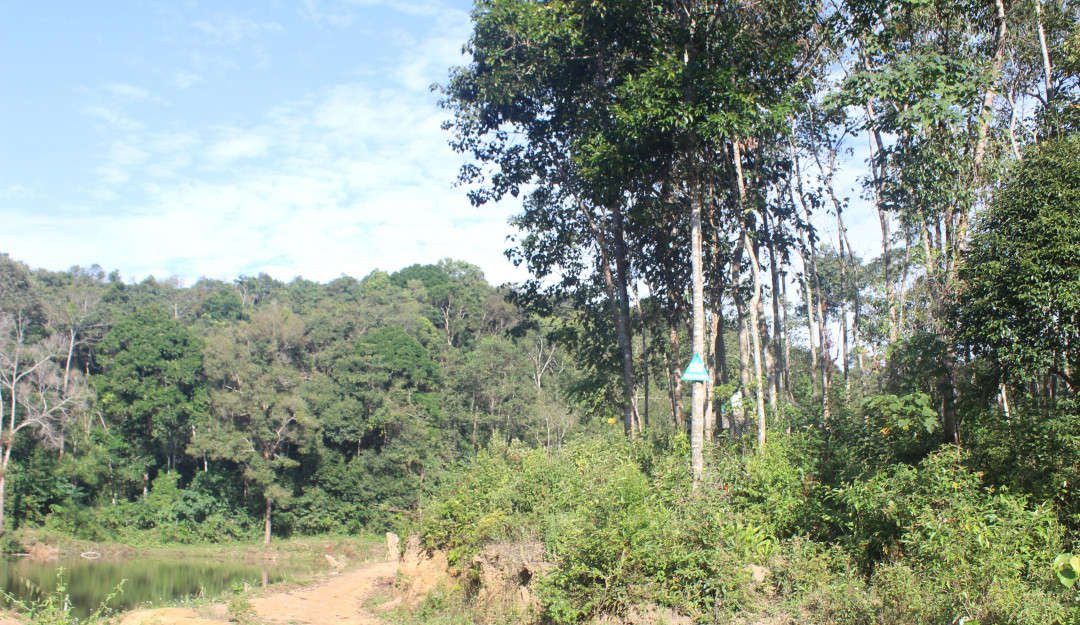 Dự án án rà soát, điều chỉnh quy hoạch 3 loại rừng tỉnh Điện Biên phục vụ cho mục tiêu tái cơ cấu ngành Lâm nghiệp