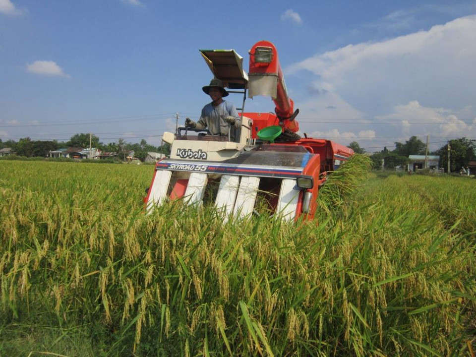 Đại Lộc tập trung xây dựng cánh đồng mẫu lớn nhằm nâng cao giá trị sản xuất nông nghiệp