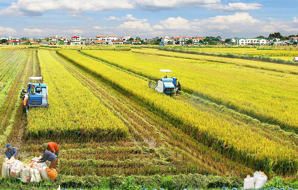 Mô hình cánh đồng sạch lan tỏa tại nhiều địa phương  Nhịp sống Hà Nội