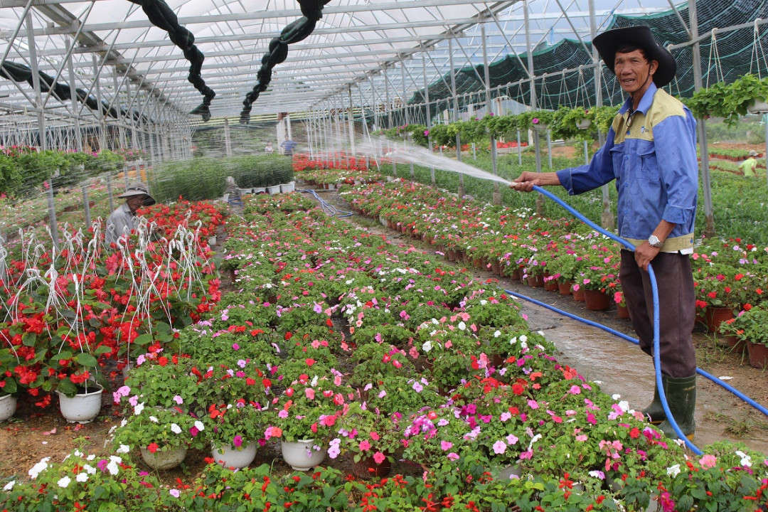 7. Bác Phan Hột, hội viên của HTX hoa Vân Dương phấn khởi trước vụ hoa Tết được mùa 
