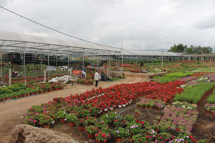 3. Sau 1 năm sản xuất, số lượng hoa treo giàn của HTX hoa Vân Dương đạt 50 ngàn chậu, cho doanh thu 30 – 40 triệu đồng/ tháng