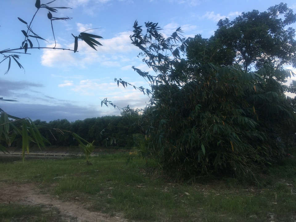 Keo lá tràm ông Nguyễn Đức Tám trồng tại khu vực hồ điều tiết Hòa Phú