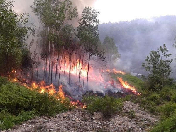 Khả năng xảy ra cháy rừng trên địa bàn tỉnh Nghệ An đang khá cao